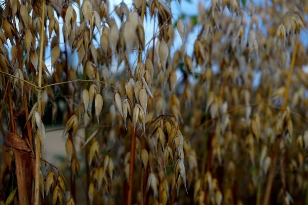 Campo Avena Atardecer Amarillo — Foto de Stock