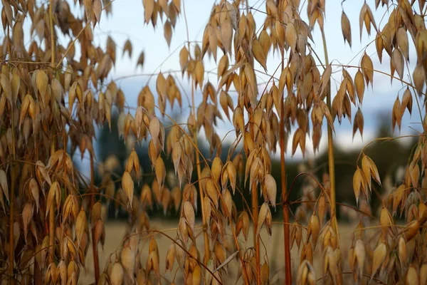 Oats Field Yellow Sunset — Stock Photo, Image