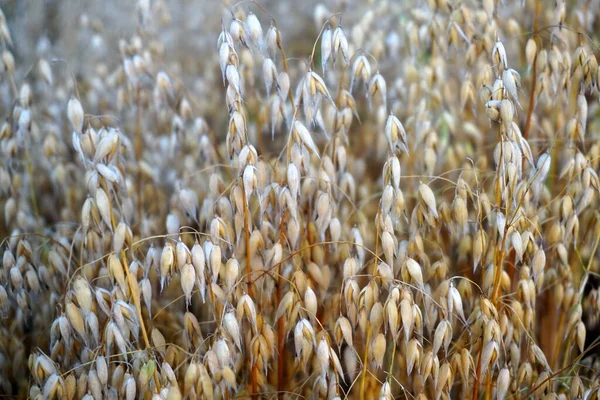 Campo Aveia Pôr Sol Amarelo — Fotografia de Stock