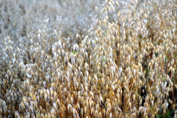 Campo Avena Atardecer Amarillo — Foto de Stock