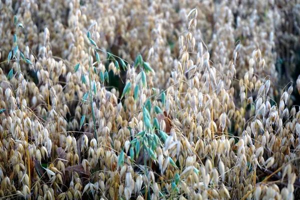 Campo Avena Atardecer Amarillo —  Fotos de Stock