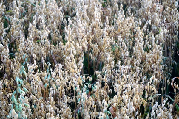 Campo Avena Atardecer Amarillo — Foto de Stock