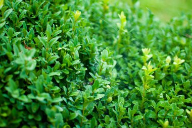 Yeşil bush yağmur sonra bırakır. Yağmur damlaları ve örümcek ağı. Yakın çekim