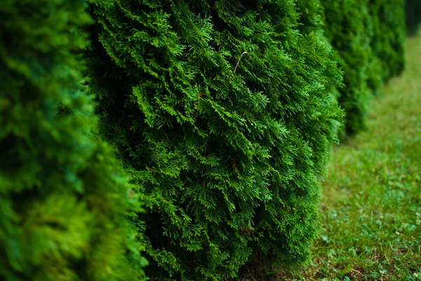 Grön Vit Cederträd Närbild Botaniska Trädgården Lviv Ukraina — Stockfoto