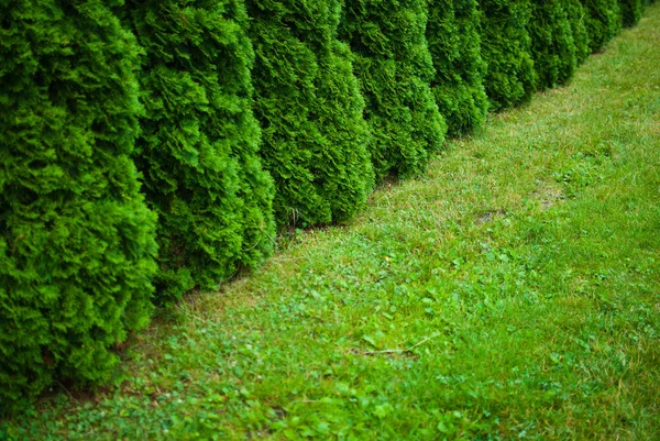 Зеленый Белый Кедр Крупный План Ботанический Сад Львове — стоковое фото