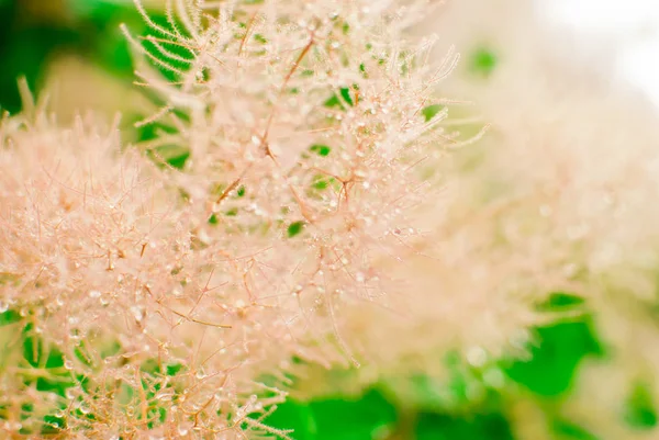 Planta Macia Pêssego Uma Planta Verde Fundo — Fotografia de Stock