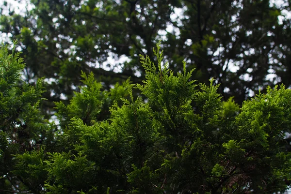 Cedro Branco Verde Estufa Lviv — Fotografia de Stock