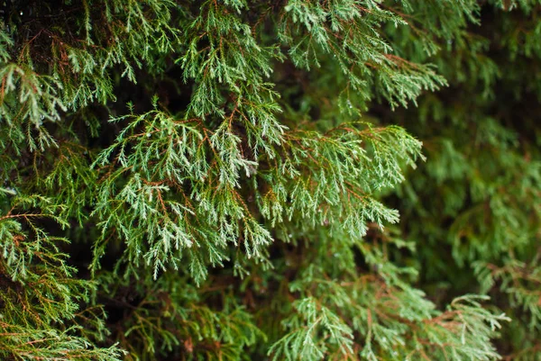 リヴィウの温室で緑白杉 — ストック写真