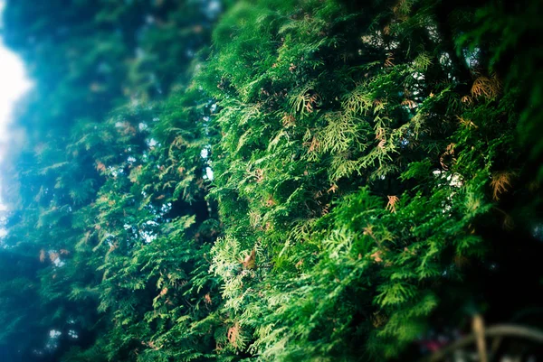 绿色的白雪松树 乌克兰利沃夫植物园 — 图库照片