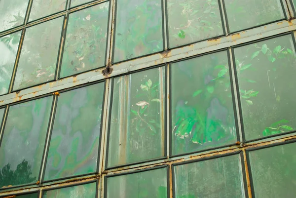 Janelas Estufas Plantas Verdes — Fotografia de Stock