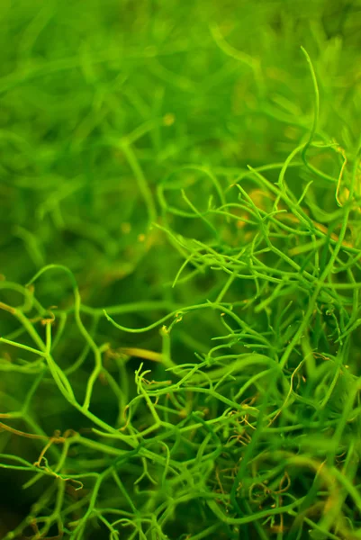 Cola Plantas Verdes Entrelaçadas — Fotografia de Stock