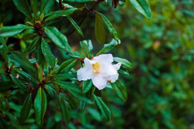 Harika beyaz çiçek dalı üzerinde büyüyen. Yaprakları yağmur damlaları ile kaplıdır.