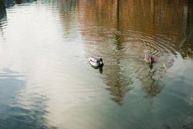 Gölde yüzmeye ördekler birkaç