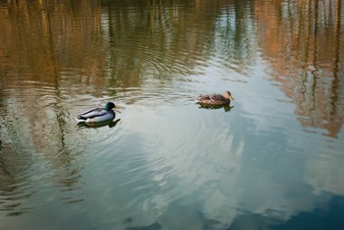 Gölde yüzmeye ördekler birkaç