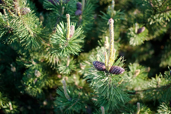 Sapin Vert Aux Bourgeons Violets Recouverts Lumière Soleil — Photo