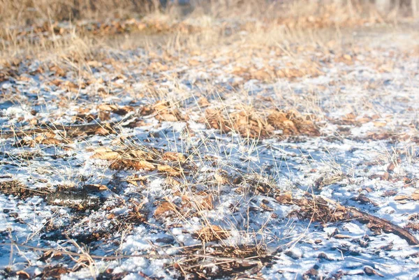 Hierba Seca Color Amarillo Pálido Cubierta Primera Nieve Principios Invierno — Foto de Stock