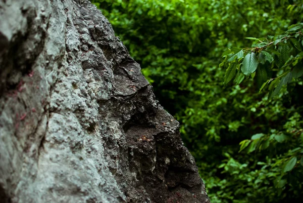 Roccia Grigio Scuro Con Alberi Verdi Nella Foresta Estiva Fuori — Foto Stock