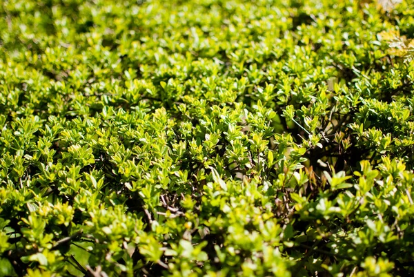 Cespugli Verdi Ricoperti Luce Solare Primaverile Primo Piano — Foto Stock