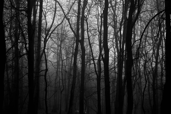 暗い霧の森 木のシルエット 霧の冬の午後 黒と白 — ストック写真