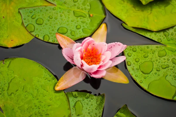 池の上のかわいいピンクのスイレンの花 — ストック写真