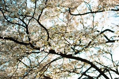 Manolya güzel closeups bir güneşli bahar akşamı çiçek açan çiçekler beyaz