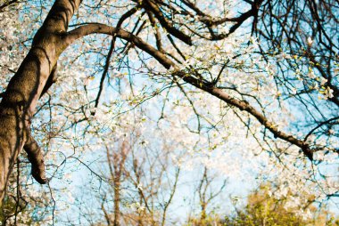 Manolya güzel closeups bir güneşli bahar akşamı çiçek açan çiçekler beyaz