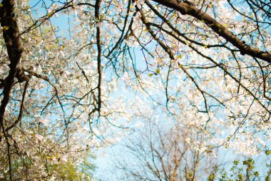 Manolya güzel closeups bir güneşli bahar akşamı çiçek açan çiçekler beyaz