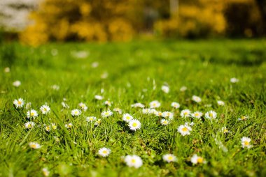 Papatya yeşil bahar çimenlerin üzerinde