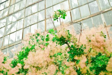 Yumuşak çok güzel bitki ve arka plan üzerinde bir sera