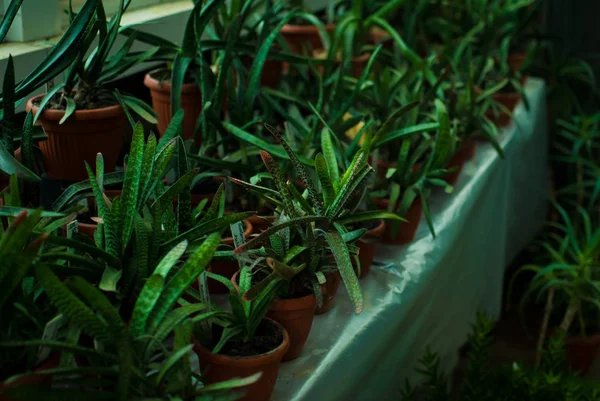 Plantas Bem Conservadas Crescendo Nos Vasos Plantas Jardim Botânico Lviv — Fotografia de Stock