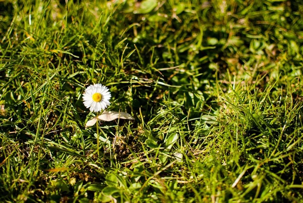 緑の春の草のヒナギク — ストック写真