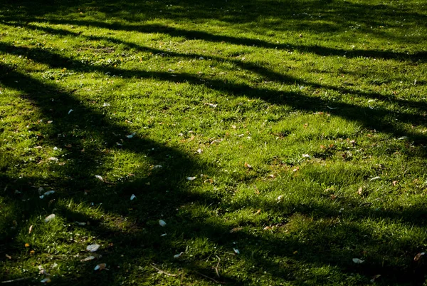 Sombras Escuras Das Árvores Grama Parque — Fotografia de Stock