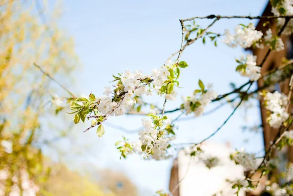 Closeup Blooming Branches Sunny Spring Day — Stock Photo, Image