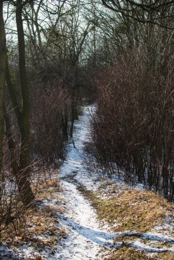 Uzun yolu kış orman içine beyaz kar ve parlak sarı güneş ışığı ile kaplı
