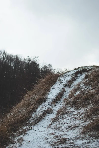 Grama Amarela Seca Coberta Com Neve Branca Dia Ensolarado Inverno — Fotografia de Stock