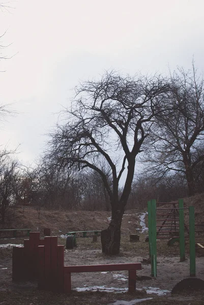 Одиночне Дерево Дитячому Майданчику — стокове фото