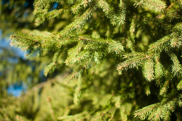 Gröna Gran Träd Grenar — Stockfoto