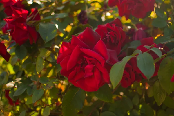 Leuchtend Rote Rosen Nahsicht — Stockfoto