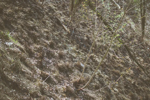 Foresta Primaverile Sulla Collina Coperta Erba Bruciata Bruciata Questione Ecologica — Foto Stock