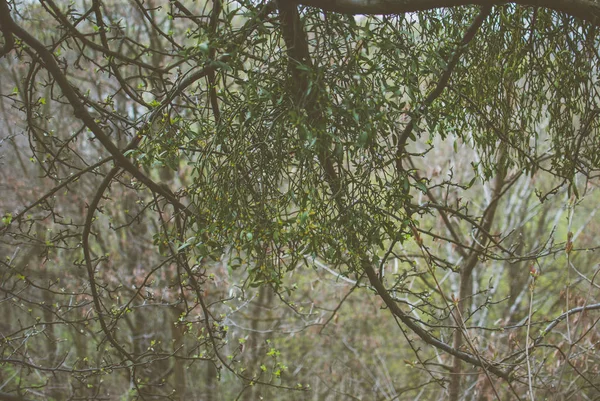 Misletoe Crescendo Nos Ramos Árvore — Fotografia de Stock