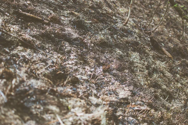 Floresta Primavera Colina Coberta Com Grama Queimada Queimada Questão Ecológica — Fotografia de Stock