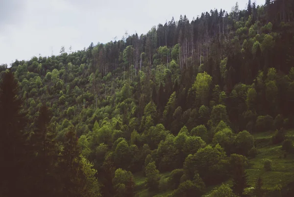 Grama Verde Floresta Montanhas Dos Cárpatos Dia Nublado Primavera Maio — Fotografia de Stock