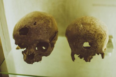 Vurgulanan doğal kafatasları Tarih Müzesi shelfe çifti. Her kafatası bir delik var. Sergi.