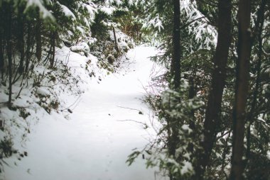 Peri yolu Karpat orman ağaçları arasında karla kaplı