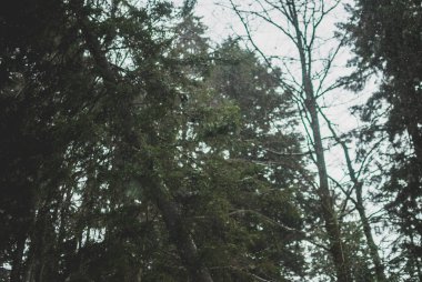 Yeşil çam ağacı dalları bir bulutlu kış öğleden sonra uçan rüya gibi kar taneleri. Karanlık Karpat orman Ukrayna