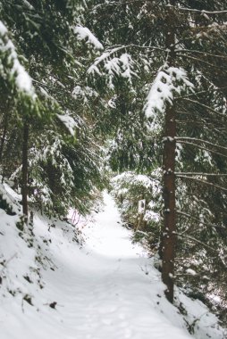 Karlı kış orman Ukrayna Karpat Dağlarında. Yeşil firs ve yol wirh kar kaplı.