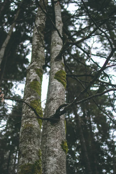 Fechar Uma Árvore Coberta Musgo Árvores Abeto Verde Borradas Fundo — Fotografia de Stock