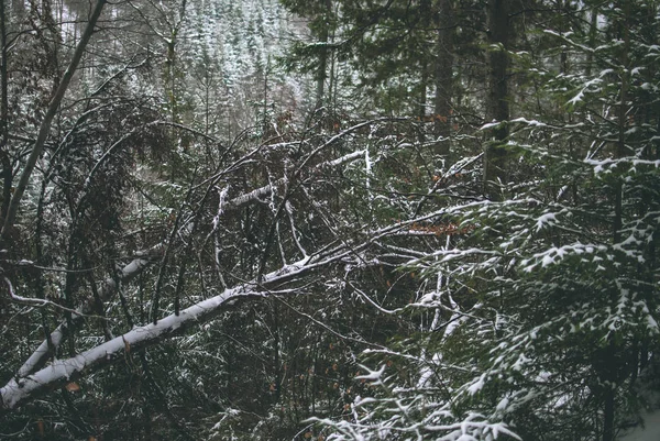 Cura Árboles Caídos Bosque Los Cárpatos Paisaje Invierno — Foto de Stock