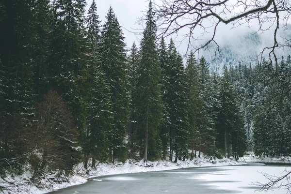 Belos Abetos Verdes Nas Montanhas Dos Cárpatos Lago Congelado Synevyr — Fotografia de Stock