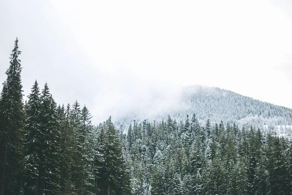 Beautiful Green Firs Carpathian Mountains Frozen Lake Synevyr Covered Ice — Stock Photo, Image